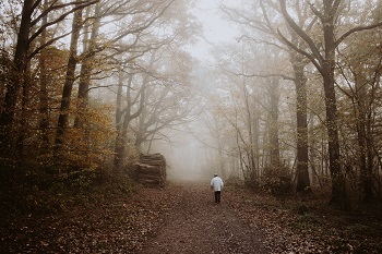 A picture of someone walking through the woods on a path. This is to illustrate how neural pathways in the brain work.